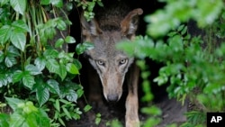 In this Monday, May 13, 2019 file photo, a female red wolf emerges from her den sheltering newborn pups at the Museum of Life and Science in Durham, N.C. (AP Photo/Gerry Broome)