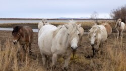 Horses graze on the grounds of the Pleistocene Park outside the town of Chersky, Sakha (Yakutia) Republic, Russia, September 13, 2021. (REUTERS/Maxim Shemetov)