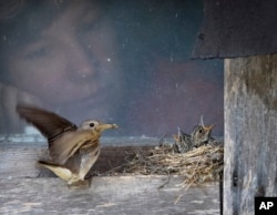 A woman looks through the window at a bird feeding chicks in a nest made on the windowsill, in the village of Podolye, 70km (43 miles) East from St.Petersburg, Russia, Monday, July 1, 2019.