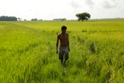 រូប​ឯកសារ៖ ​កសិករ​ម្នាក់​កំពុង​ដើរ​ពិនិត្យ​មើល​ស្រូវ​ក្នុងស្រែ​របស់​លោក​ ក្នុង​ស្រុកពាមរក៍ ខេត្ត​ព្រៃវែង កាល​ពី​ថ្ងៃ​ទី២២​ ខែកក្កដា​ ឆ្នាំ២០២០។​ (អូន ឆេងប៉រ/វីអូអេ)