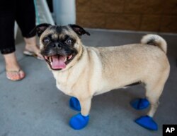 Kara Leavitt, 34, picks up elastic booties for her 4-year-old dog Chase at a PetSmart in Tempe, Ariz. on Tuesday, June 20, 2017.