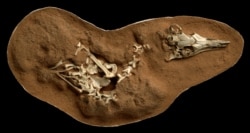 The fossilized skeleton of the small bird-like dinosaur Shuvuuia deserti is seen in this undated handout image. Mick Ellison/AMNH/Handout via REUTERS