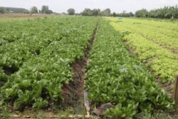 រូបឯកសារ៖ ដំណាំបន្លែរបស់កសិករនៅក្នុងភូមិផ្លូវបំបែក ឃុំទឹកវិល ស្រុកស្អាង ខេត្តកណ្តាល កាលពីថ្ងៃទី២៤ ខែឧសភា ឆ្នាំ២០២០។ (ស៊ុន ណារិន/VOA)