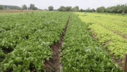 ដាំណាំបន្លែរបស់កសិករនៅក្នុងភូមិផ្លូវបំបែក ឃុំទឹកវិល ស្រុកស្អាង ខេត្តកណ្តាល កាលពីថ្ងៃទី២៤ ខែឧសភា ឆ្នាំ២០២០។ (ស៊ុន ណារិន/VOA)