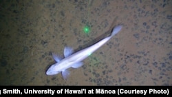 The fish Bathysaurus mollis and brittle star seen in a field of polymetallic nodules in the eastern Clarion-Clipperton Zone.