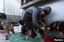 Nicolas Petit checks his dogs before the ceremonial start of the 47th Iditarod Trail Sled Dog Race in Anchorage, Alaska, March 2, 2019.