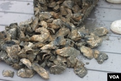 养殖成熟了的牡蛎 （VOA卫视袁美拍摄）