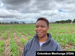 Esnath Hamadziripi, a researcher at International Maize and Wheat Improvement Center in Mazowe on Dec. 10, 2018, says in Zimbabwe, three-in-five seasons are expected to be bad for farmers and El Nino is making that worse.