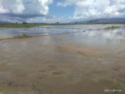 Areal persawahan di desa Meko yang terendam air luapan danau Poso sehingga tidak bisa diolah petani sejak Juli 2020. Jumat (6 November 2020) Foto : I Gede Sukaartana