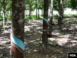 ចម្ការ​កៅស៊ូ​របស់​ក្រុមហ៊ុន​វៀតណាម ហ័ងអាញ់ យ៉ាឡាយ (Hoang Anh Gia Lai) ដែល​ពលរដ្ឋ​ជនជាតិដើម​ភាគតិច​ក្នុង​ស្រុក​អណ្តូងមាស និង​អូរជុំ រង​ផល​ប៉ះពាល់ ។ (ស៊ុន ណារិន/VOA)