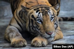 A Royal Bengal tiger at the Alipore zoo in Kolkata, India
