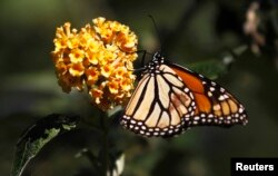 FILE - In any given community, up to 40 percent of invertebrate species, like bees and butterflies, are threatened, a new study reports.