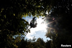 A farm worker looks for avocados from a picking machine in San Isidro orchard in Uruapan, in Michoacan state, Mexico, Jan. 31, 2017.