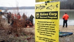 In this February 5, 2020, photo, wildlife officials take part in a roundup of Asian carp in Smith Bay on Kentucky Lake near Golden Pond, Kentucky.