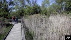 A couple walks past last year's growth of Phragmites, also known as "Giant Reed," Sunday, May 13, 2007, at Maumee Bay State Park in Oregon, Ohio. (AP Photo/J.D. Pooley)