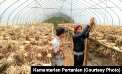Pengolahan panen bawang putih. (Foto: Kementan)