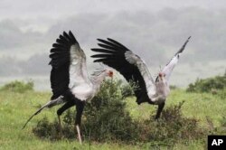 Conservationists have also concentrated on reestablishing populations of rare birds, like these secretary birds, in the ‘Albany Hotspot’