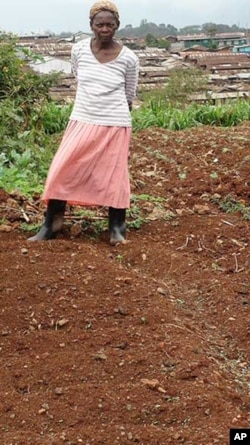 Kibera’s farmers face an uncertain future because they don’t own any of the land they’re presently growing food on