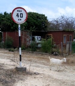 Seekor kambing melewati rambu batas kecepatan pada 14 Mei 2009. (Foto: AP/David J. Phillip)