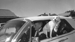 'Yuki', President Lyndon Johnson's pet mongrel, is held out the window of the car driven by LBJ as the first family starts a ride around the Texas ranch in Stonewall, Texas, Sept. 30, 1967.