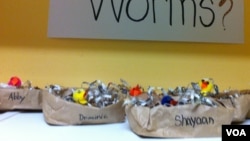 Worm observation area of classroom at St. James school in Potomac, Maryland. (Photo: VOA / K. Amkas)