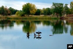 FILE - In this Sept. 26, 2012 file photo, a cormorant dries its wings after diving for fish in Lake Ladora at the Rocky Mountain Arsenal National Wildlife Refuge in Commerce City, Colo. (AP Photo/Donna Bryson)