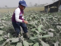 Seorang petani sedang memilah tanaman pertaniannya yang terdampak abu vulkanis dari erupsi Gunung Sinabung di Kabupaten Karo, Sumatera Utara, Rabu 3 Maret 2021. (Courtesy: Dinas Pertanian Karo)