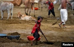 A girl clears cow manure at a Gaushala or cow sanctuary in Barsana, India, June13, 2017.