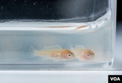 Lake Malawi cichlids, popular tropical fish, can regenerate lost teeth, making the species an excellent subject for understanding the mechanism for tooth replacement. (Courtesy of Rob Felt, Georgia Tech)