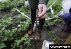 Soil sensors connected to artificial intelligence map soil moisture, temperature and acidity. (Credit: Microsoft)