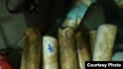 Un réseau Ouest-Africain de trafic d’ivoire démantelé à Kinshasa /RDC