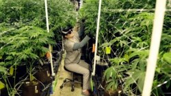 In this March 22, 2019 file photo, Heather Randazzo, a grow employee at Compassionate Care Foundation's medical marijuana dispensary, trims leaves off marijuana plants in the company's grow house in Egg Harbor Township, N.J. (AP Photo/Julio Cortez, File)