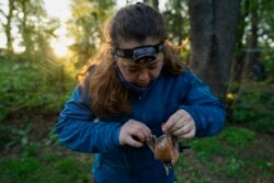 Avian ecologist and Georgetown University Ph.D. student Emily Williams gently untangles an American robin from a nylon mist net Saturday, April 24, 2021, in Silver Spring, Md