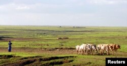 ፋይል ፎቶ - እረኛ በጅጅጋ እ.አ.አ. 2007