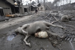 Sapi mati terlihat di desa Cangkringan di provinsi Jawa Tengah, 6 November 2010. (Foto: REUTERS/Dwi Oblo)