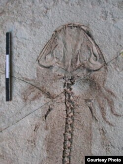 Fossil of the salamander Chunerpeton showing not only the preserved skeleton but also the skin and even external gills. (Society of Vertebrate Paleontology)