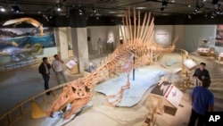 A 50-foot life-size model of a Spinosaurus dinosaur at the National Geographic Society in Washington