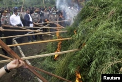 Ganja terlarang untuk diperdagangkan di Indonesia.