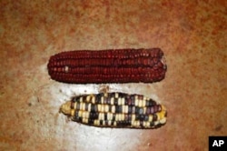 Haigh says his naturally grown indigenous maize is far healthier to eat than mass produced corn
