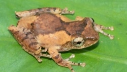 In this undated photo, a frilled tree frog rests on a leaf. The frilled tree frog is among 224 new species listed in the World Wildlife Fund's latest update on the Mekong region. (World Wildlife Foundation via AP)