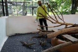 Petugas Kebun Binatang Surabaya memberi makan komodo muda bernama ilmiah Varanus komodoensis di dalam kandang pemeliharaan di Surabaya, Jawa Timur, 1 November 2021. (Foto: REUTERS/Prasto Wardoyo)