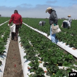 Kaliforniya dalalarida