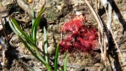 Tiny carnivorous plants called sundews, like the fingertip-sized one shown here in the DeSoto National Forest, in Miss., on Wednesday, Nov. 18, 2020, are part of the wildly diverse longleaf pine ecosystem.