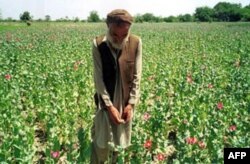 Afg’oniston bu yil yanada ko'proq afyun yetishtirishi mumkin