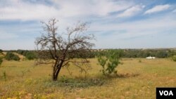 An olive tree in Zintan, Libya, April 9, 2012. (Stephanie Figgins)