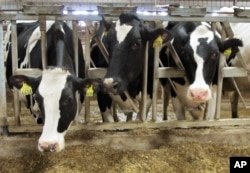 FILE - Holsteins cows at seen at Larson Acres Inc. in Magnolia, Wisconsin, Sept. 21, 2011.
