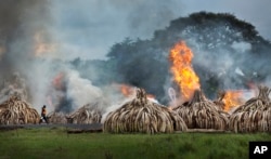 FILE - A worker carries spray bottles of gel fuel to help the burning, as he walks past pyres of ivory that were set on fire in Nairobi National Park, Kenya, April 30, 2016.