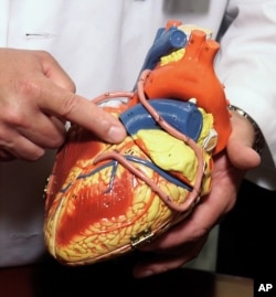 Dr. John Lasala, Director of the Cardiac Cath lab at Barnes-Jewish Hospital, points out major coronary arteries on a model of the human heart, Monday, June 24, 2002 in St. Louis. (AP Photo/Tom Gannam)