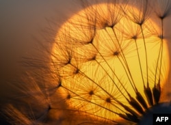 A blowball of a dandelion plant silhouettes against the setting sun on May 14, 2018 in Sieversdorf, eastern Germany.