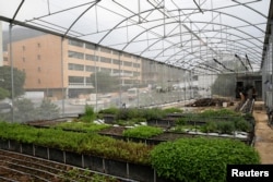 FILE - Men work in a greenhouse on the rooftop of a building in Caracas, Venezuela, June 22, 2016.
